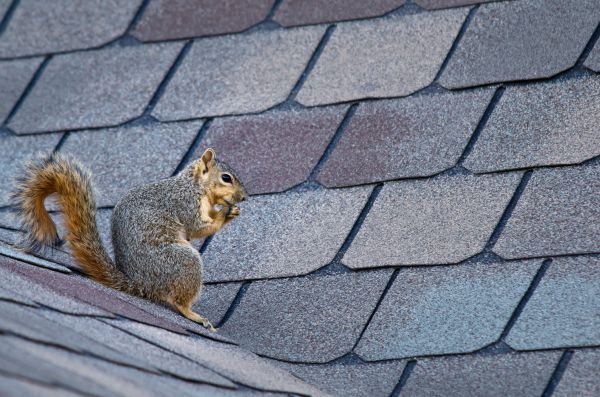 Burlington Wildlife Removal
