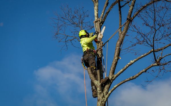 Burlington Tree Removal